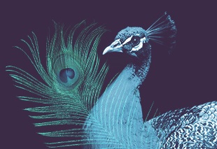 peacock logo